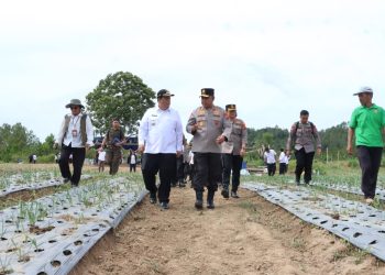 Kapolda Sumut dan Bupati Samosir Tinjau Pengembangan Bawang Putih, Dukung Swasembada Pangan Nasional