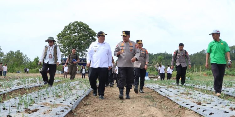 Kapolda Sumut dan Bupati Samosir Tinjau Pengembangan Bawang Putih, Dukung Swasembada Pangan Nasional