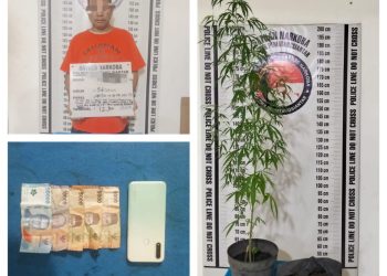 Polisi Amankan Pria Berumur 56 Tahun, Sita 680 Gram Ganja dan Satu Batang Pohon Ganja
