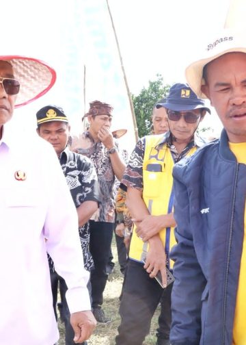 Panen Raya Cabai Lokal Siboras, Bupati Simalungun Dorong Komoditas Unggulan Tingkatkan Kesejahteraan Petani