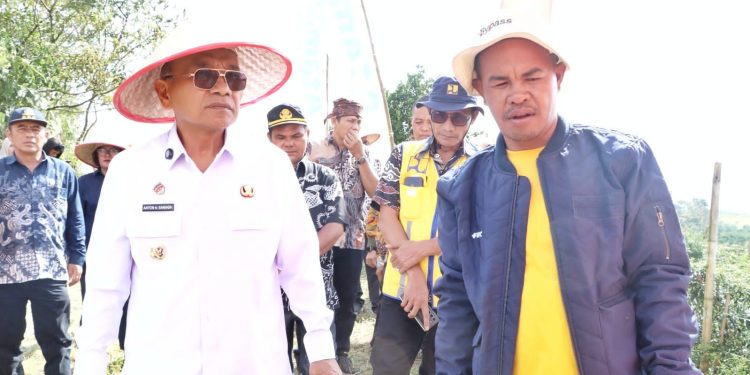 Panen Raya Cabai Lokal Siboras, Bupati Simalungun Dorong Komoditas Unggulan Tingkatkan Kesejahteraan Petani