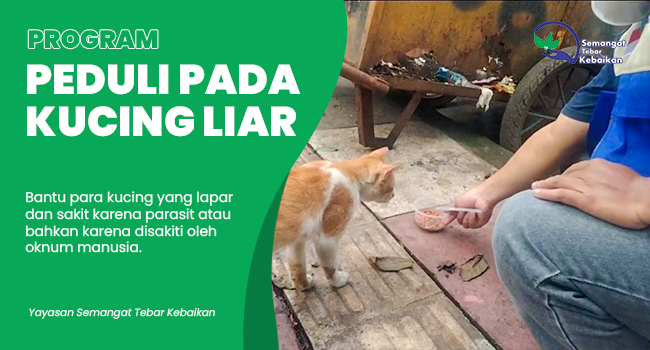 PEduli Kucing Liar | Yayasan Semangat Tebar Kebaikan