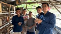 Budidaya Burung Puyuh (3)