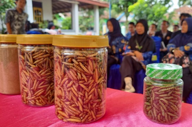 Pelatihan Budidaya Maggot di Desa Tanjung Agung (4)