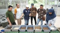 Kepala Dinas Lingkungan Hidup Kabupaten Musi Banyuasin dan Staf Khusus Bupati Musi Banyuasin Melihat Proses Pengolahan Sampah Organik menggunakan