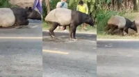 tapir