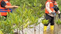 medco nocrop