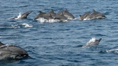 Menikmati Eksotisme Tarian Lumba-Lumba Teluk Kiluan