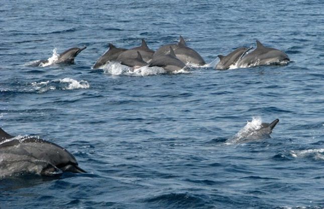 Menikmati Eksotisme Tarian Lumba-Lumba Teluk Kiluan