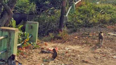 Kera Ekor Panjang, Penghibur Gratis dari Bukit Tirtosari