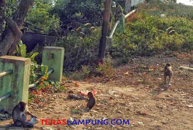 Kera Ekor Panjang, Penghibur Gratis dari Bukit Tirtosari