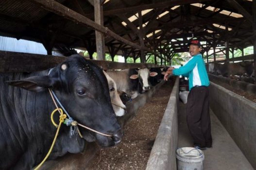 “Showroom Sapi” di Lampung Tengah, Sukses karena Kemitraan
