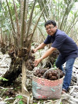 Endang Efendi, Menikmati Manisnya Salak Pondoh Organik