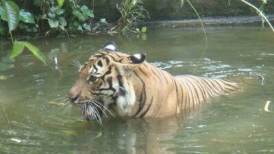 Sebuah Kampung Dulu Dihuni Harimau