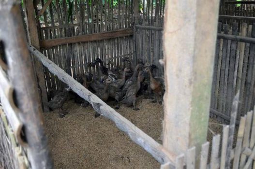 Ternak itik di Desa Sendangagung