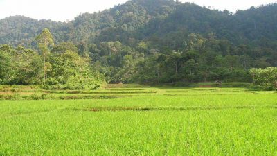 Hutan Kemasyarakatan, Kisah Sukses Agroforestry di Lampung Barat