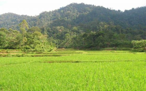 Hutan Kemasyarakatan, Kisah Sukses Agroforestry di Lampung Barat