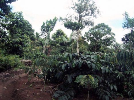 Harapan Baru itu Bernama HKm