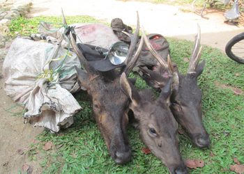 Tiada Daging Sapi, Daging Rusa Taman Nasional Way Kambas pun Jadi