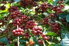 Jelang Lebaran, Harga Kopi Naik