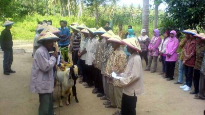 Kearifan Lokal dalam Program Bantuan Kambing Bergulir di Lampung Timur