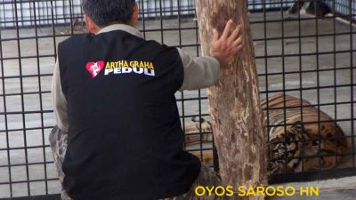 Konservasi Harimau Sumatera tak Semulus Jalan Tol
