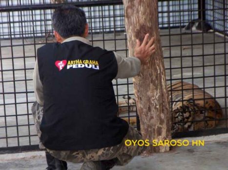 Konservasi Harimau Sumatera tak Semulus Jalan Tol