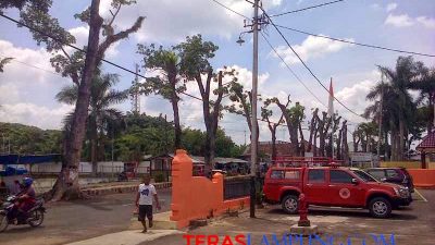 DPRD Lampung Utara Kritik Pemangkasan Pohon Mahoni di Pinggir Jalan Utama