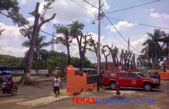 DPRD Lampung Utara Kritik Pemangkasan Pohon Mahoni di Pinggir Jalan Utama