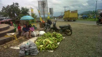 Jelang Tahun Baru, Penjual Jagung Marak di Pringsewu