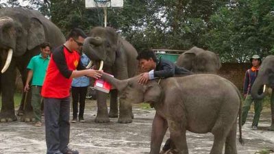 ERCI Bantu Susu untuk Bayi Gajah tak Berinduk di Taman Nasional Way Kambas