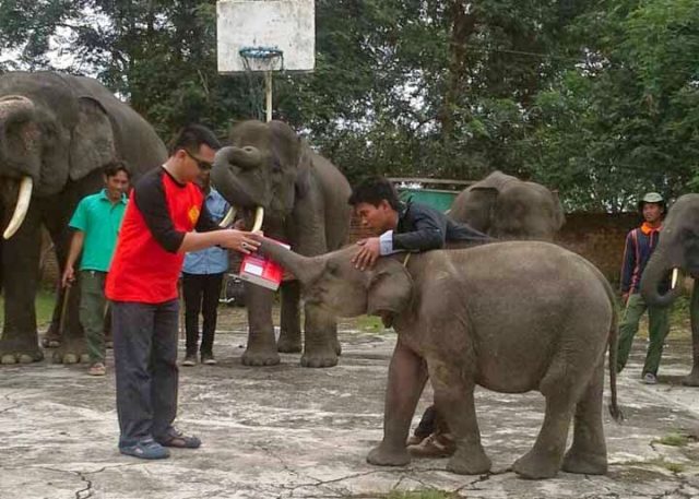 ERCI Bantu Susu untuk Bayi Gajah tak Berinduk di Taman Nasional Way Kambas