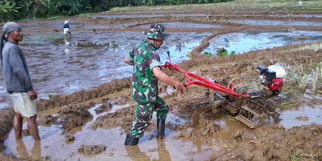 Dukung Swasembada Pangan, Babinsa di Lamsel Turun ke Sawah