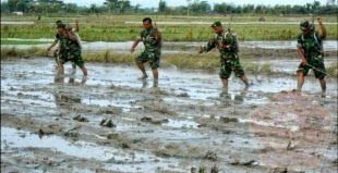 Para Babinsa Bergotong Royong Menanam Padi