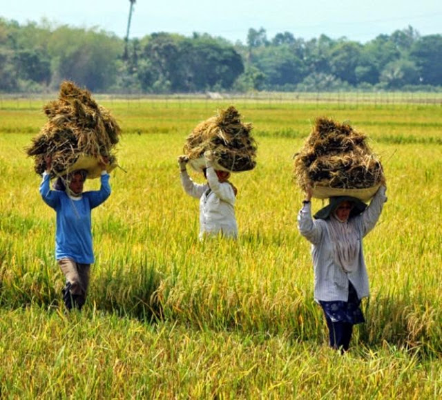 Secara Nasional, NTP April 2015 Turun karena Dampak Harga Gabah dan Cabai