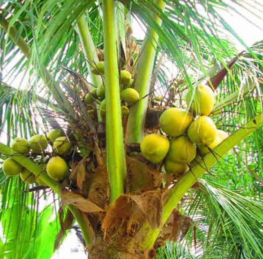 Kabupaten Lampung Tengah: Kerusakan Hutan Makin Menurun, Produktivitas Perkebunan Meningkat