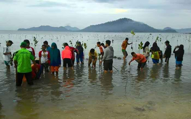 Peringati Hari Lingkungan Hidup, Walhi Lampung Tanam 500 Mangrove