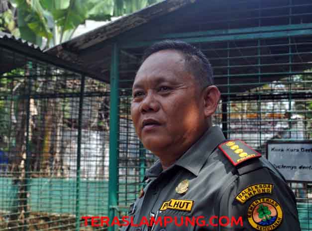 BKSDA dan Polda Buru Pelaku Penjual Satwa Dilindungi