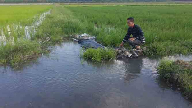 Air Payau Ancam Lahan Pertanian di Mesuji