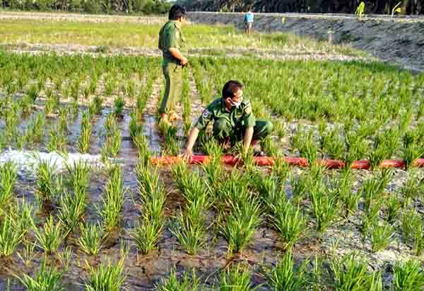 Lahan Kekeringan, Bupati Khamami Turun Langsung ke Sawah