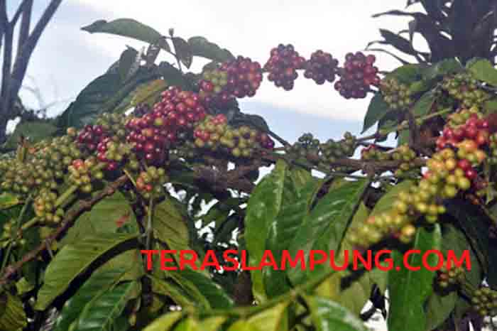 Ekspor Kopi Lampung Naik 18,1 Persen pada Juni 2015