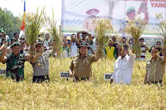 BPS: Juni 2015 Nilai Tukar Petani Lampung Naik 0,26 Pada Juni 2015