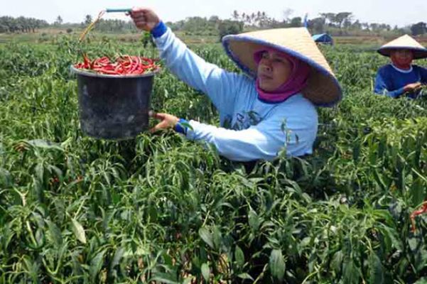 Pembangunan Sektor Pertanian di Lampung Tengah: Meningkatkan Produksi, Menjaga Ketahanan Pangan