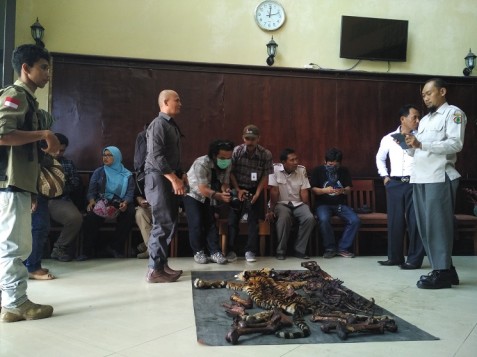 Polda Aceh Menangkap Empat Pemburu Harimau Sumatera