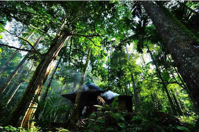 Ini Foto tentang Hutan Damar Krui yang Jadi Salah Satu Juara Lomba Foto PBB