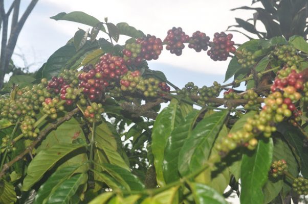 Perkebunan Kopi Lampung Barat akan Dijadikan Kawasan Agrowisata