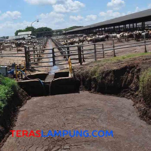 Kotoran sapi dialirkan ke bank penampungan, kemudian dialirkan dengan pipa ke bak penyaringan dan dimasukkan ke 'septic tank' raksasa. (Foto: Oyos Saroso HN).