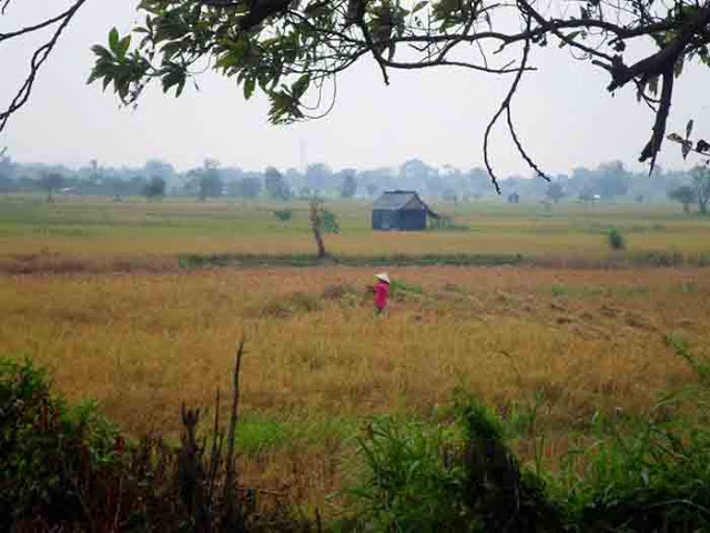 Petani Sumsel Sudah Mulai Panen Padi