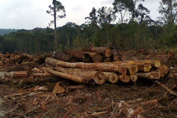 Dinas Kehutanan Lampura Tingkatkan Patroli di Sekitar Hutan Kawasan