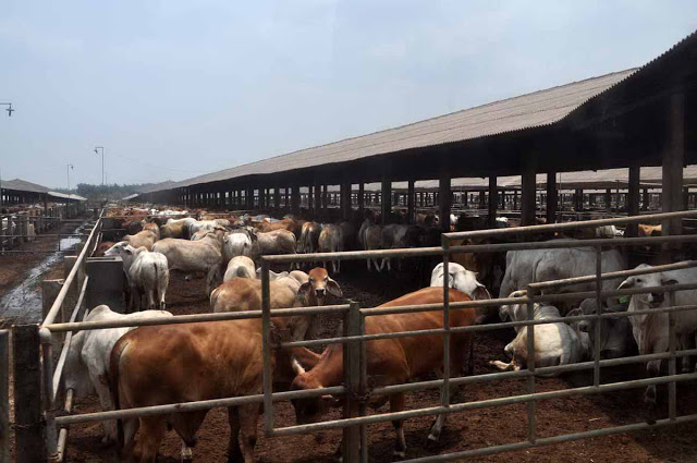 Stok Daging Sapi di Lampung Utara Aman